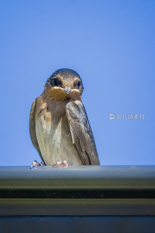 欢迎吞咽(Hirundo neoxena)